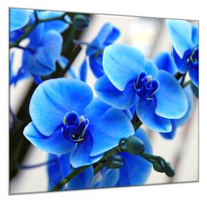 Obraz sklenený štvorcový kvety modrej orchidey - 40 x 40 cm