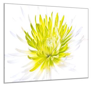 Obraz sklenený štvorcový kvet bielo žltá chryzantéma - 55 x 55 cm