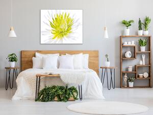Obraz sklenený štvorcový kvet bielo žltá chryzantéma - 40 x 40 cm