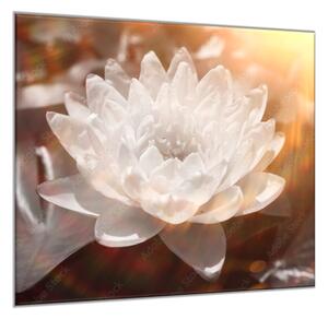 Obraz sklenený štvorcový detail biely kvet lekna - 34 x 34 cm