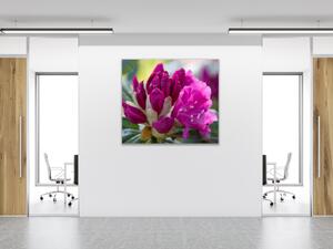 Obraz sklenený štvorcový kvet tmavo ružový rododendron - 40 x 40 cm