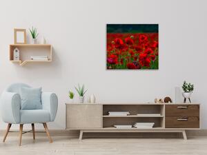 Obraz sklenený štvorcový pole červených vlčích makov - 40 x 40 cm