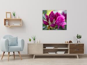 Obraz sklenený štvorcový kvet tmavo ružový rododendron - 40 x 40 cm