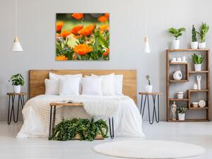 Obraz sklenený štvorcový oranžové kvety nechtík lekársky - 40 x 40 cm