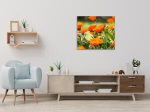 Obraz sklenený štvorcový oranžové kvety nechtík lekársky - 40 x 40 cm
