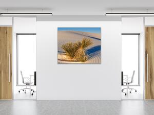 Obraz sklenený rastlina na bielej piesočnej dune - 40 x 40 cm