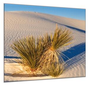Obraz sklenený rastlina na bielej piesočnej dune - 55 x 55 cm