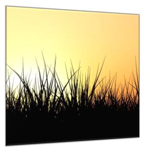 Obraz sklenený tráva v západu slnka - 55 x 55 cm