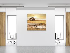 Obraz sklenený zebry na Safari - 40 x 40 cm