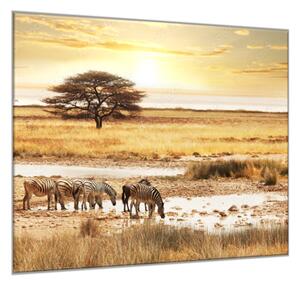 Obraz sklenený zebry na Safari - 34 x 34 cm