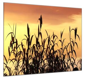 Obraz sklenený tráva v západu slnka - 50 x 50 cm