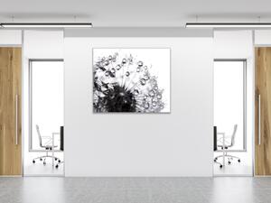 Obraz sklenený štvorcový odkvitnutá čiernobiela púpava s rosou - 40 x 40 cm