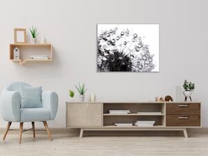Obraz sklenený štvorcový odkvitnutá čiernobiela púpava s rosou - 40 x 40 cm