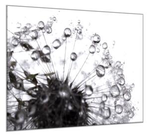 Obraz sklenený štvorcový odkvitnutá čiernobiela púpava s rosou - 50 x 50 cm