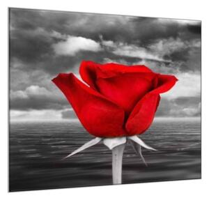 Obraz sklenený štvorcový kvet červenej ruže na šedom pozadí - 34 x 34 cm