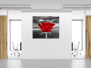 Obraz sklenený štvorcový kvet červenej ruže na šedom pozadí - 34 x 34 cm