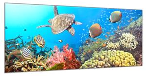 Obraz sklenený morský svet - 40 x 60 cm