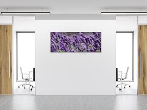 Obraz sklenený kvety fialovej levandule - 50 x 100 cm