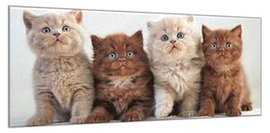 Obraz sklenený štyri mačiatka - 50 x 100 cm