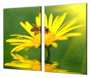 Ochranná doska včela na žltej margaréte - 52x60cm / NE