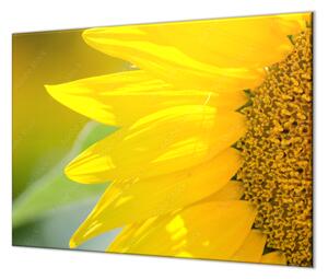 Ochranná doska detail kvet slnečnice - 40x40cm / ANO