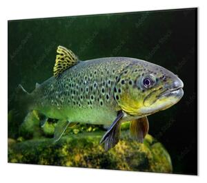 Ochranná doska ryba pstruh pod hladinou - 40x60cm / ANO