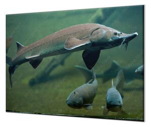 Ochranná doska ryba jeseter vo vode - 55x55cm / ANO