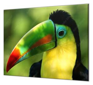 Ochranná doska papagáj tukan - 40x60cm / ANO