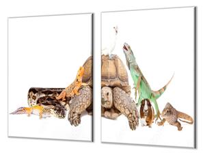 Ochranná doska korytnačka, leguán, morča, papagáj - 52x60cm / ANO