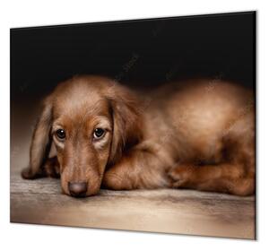 Ochranná doska ležiaci pes hnedý jazvečík - 52x60cm