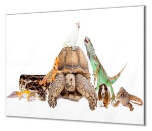 Ochranná doska korytnačka, leguán, morča, papagáj - 40x60cm / NE