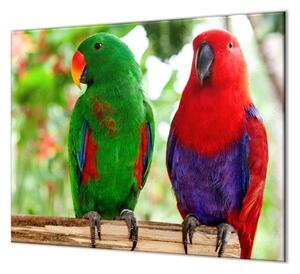 Ochranná doska papagáj samec a samica eclektus - 52x60cm / ANO