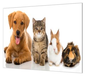 Ochranná doska zvieratá pes, mačka, králik, morča - 30 x 40 cm / ANO