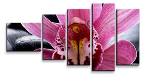 Sablio Obraz - 5-dílný Ružová orchidea - 100x60 cm