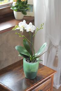 Prosperplast Kvetináč COUBI ORCHID vysoký biely transp. mat. 16 cm
