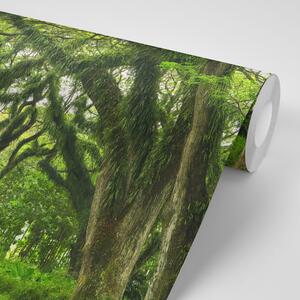 Fototapeta cesta zahalená stromami