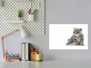 Sklenená magnetická tabuľa malá šedá kočka - S-1921181123-5050
