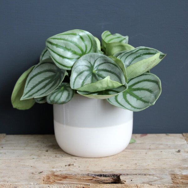 Kvetináč grey white Ø 12 cm