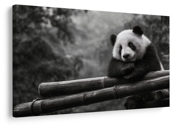 Obraz panda odpočívajúca na bambuse