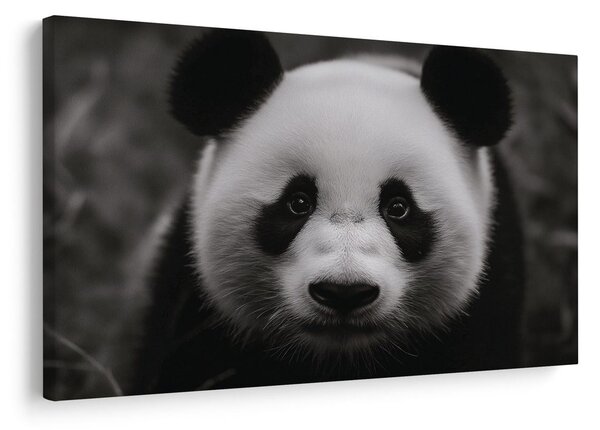 Obraz roztomilá panda v prírode