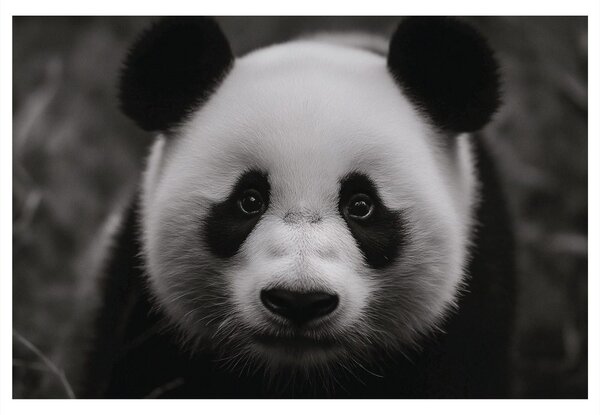 Obraz roztomilá panda v prírode