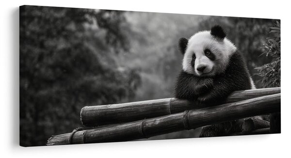 Obraz pokojná panda v prírode