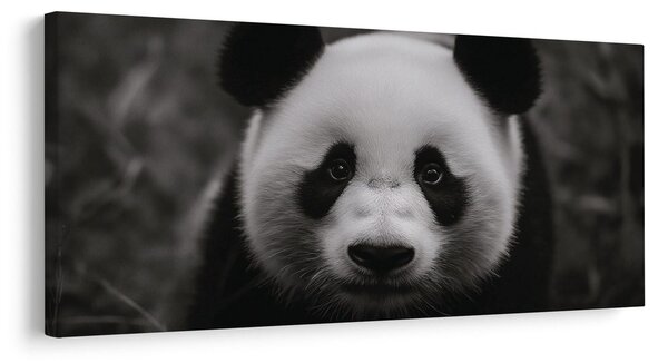Obraz čiernobiela panda s úsmevom