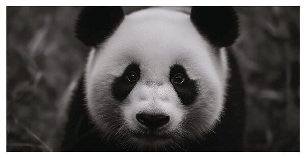 Obraz čiernobiela panda s úsmevom