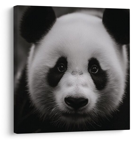 Obraz panda na čiernom pozadí