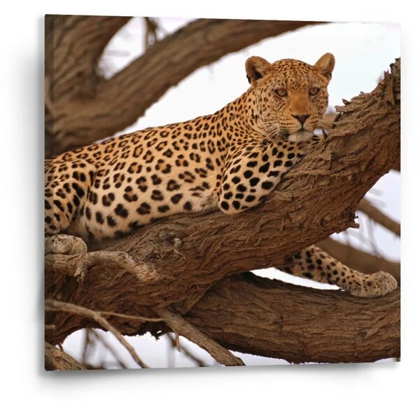 Sablio Obraz Leopard 2 - 50x50 cm