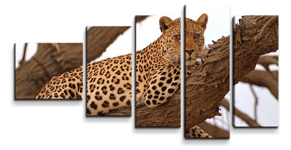 Sablio Obraz - 5-dílný Leopard 2 - 100x60 cm