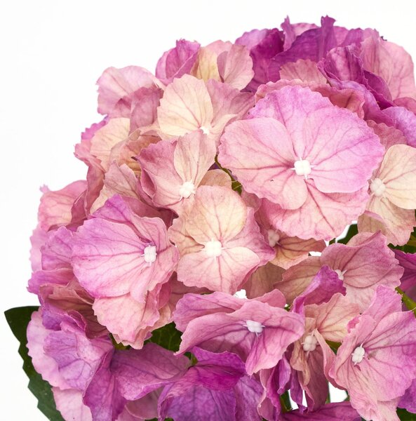 Umelý kvet Hydrangea 50 cm