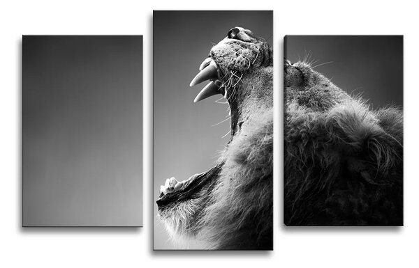 Sablio Obraz - 3-dílný Revúci lev - 75x50 cm