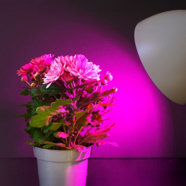 LED žiarovka PLANTY E27/11W/230V 1200K biela na rast rastlín